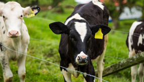 Animal ID Tracking